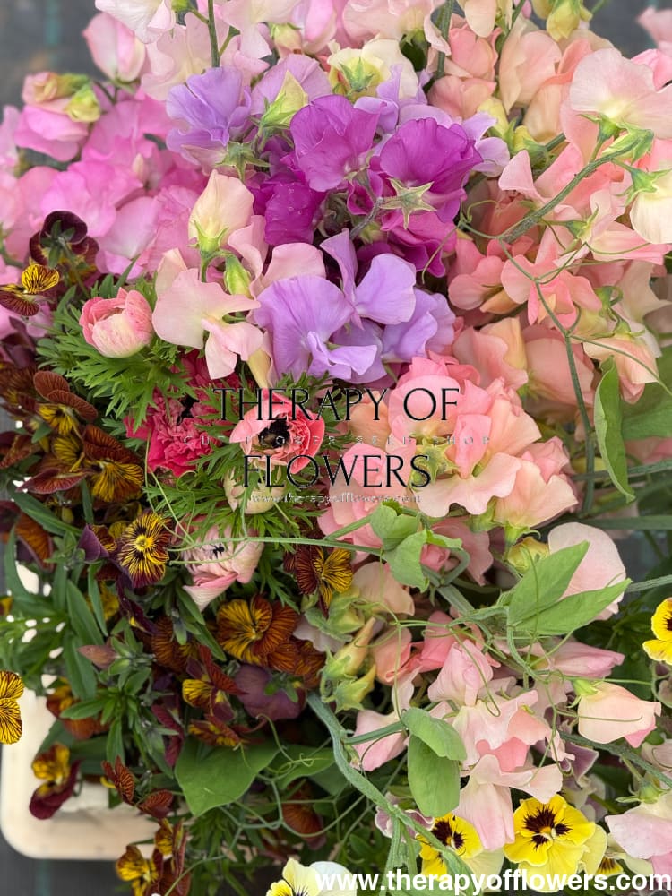 Lathyrus odoratus Spring Sunshine Champagne | Sweet Pea therapyofflowers.com