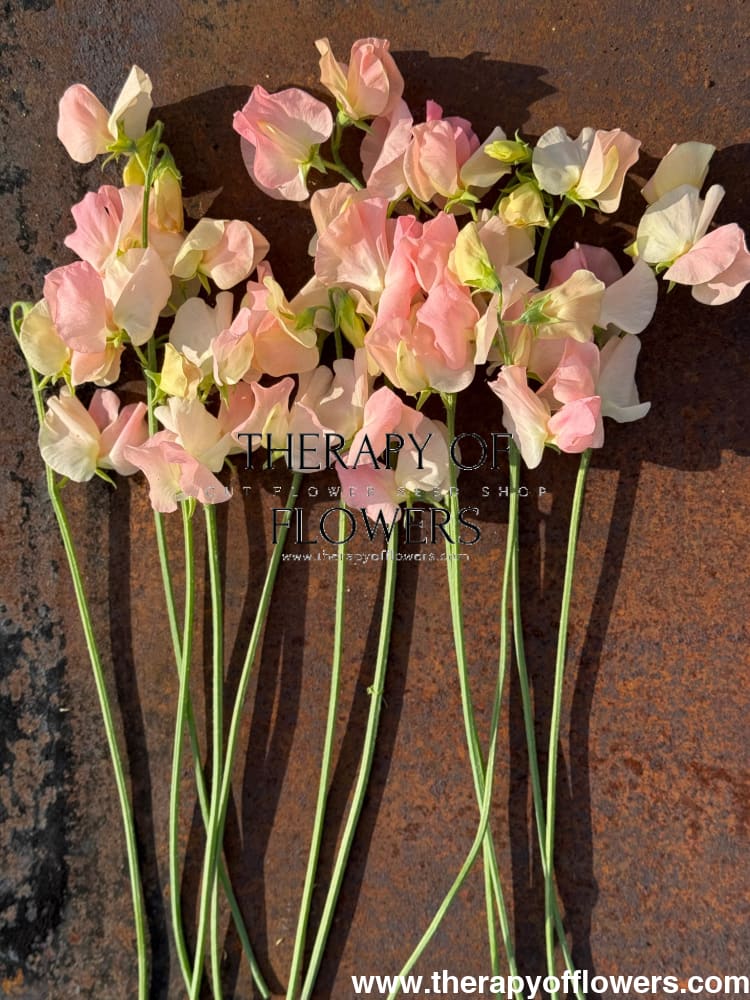 Lathyrus odoratus Spring Sunshine Champagne | Sweet Pea therapyofflowers.com