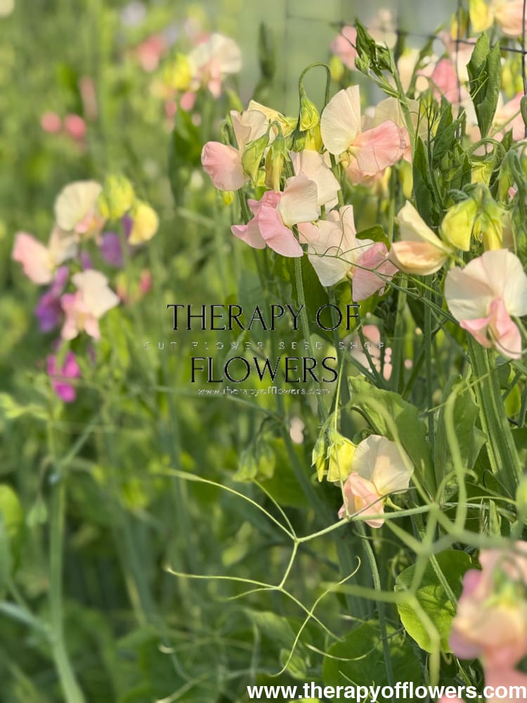 Lathyrus odoratus Spring Sunshine Champagne | Sweet Pea therapyofflowers.com