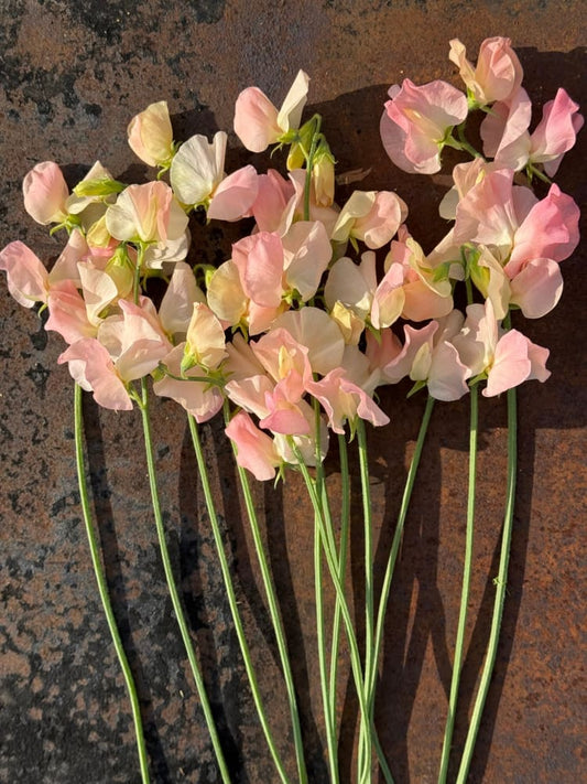 Lathyrus odoratus Spring Sunshine Champagne | Sweet Pea therapyofflowers.com