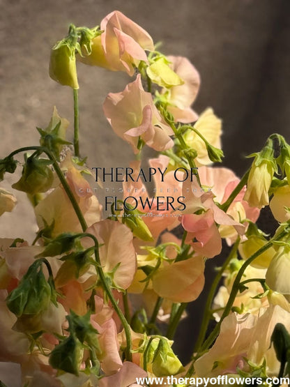 Lathyrus odoratus Spring Sunshine Champagne | Sweet Pea therapyofflowers.com