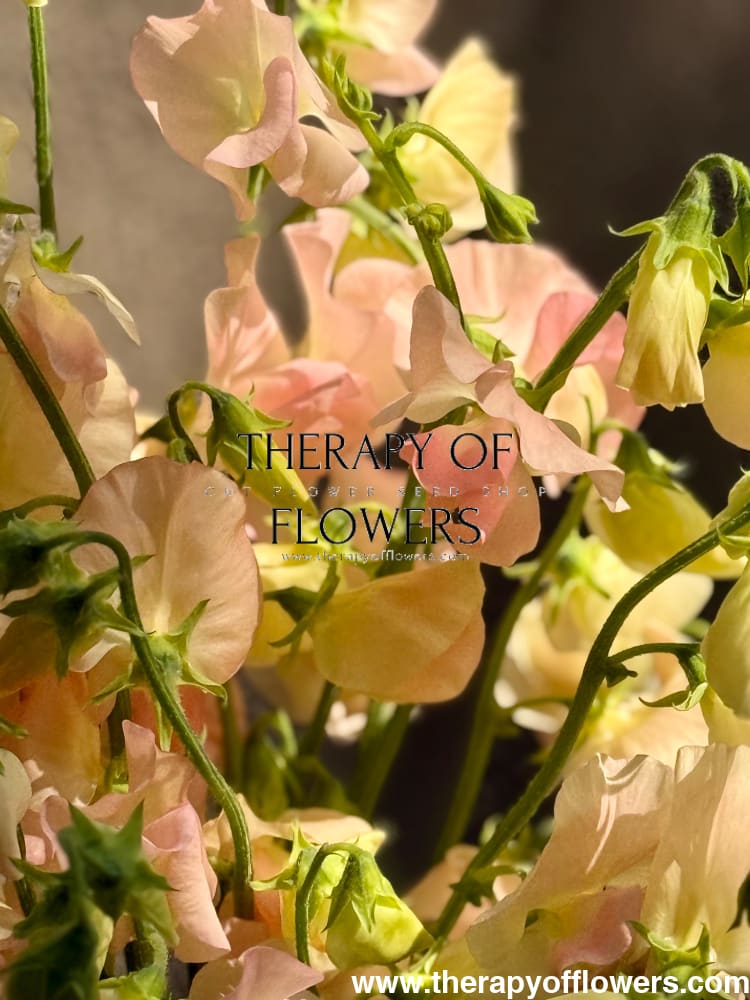 Lathyrus odoratus Spring Sunshine Champagne | Sweet Pea therapyofflowers.com