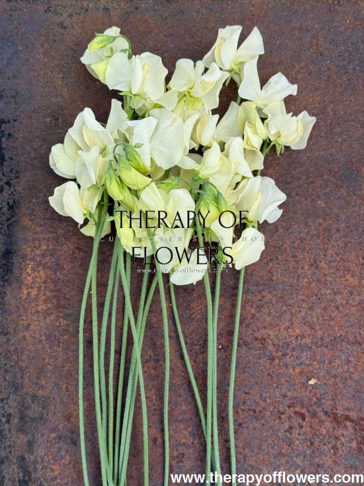 Lathyrus odoratus Spring Sunshine Cream therapyofflowers.com