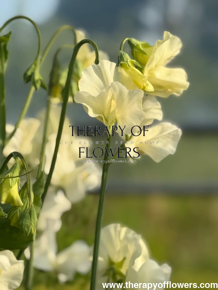 Lathyrus odoratus Spring Sunshine Cream therapyofflowers.com