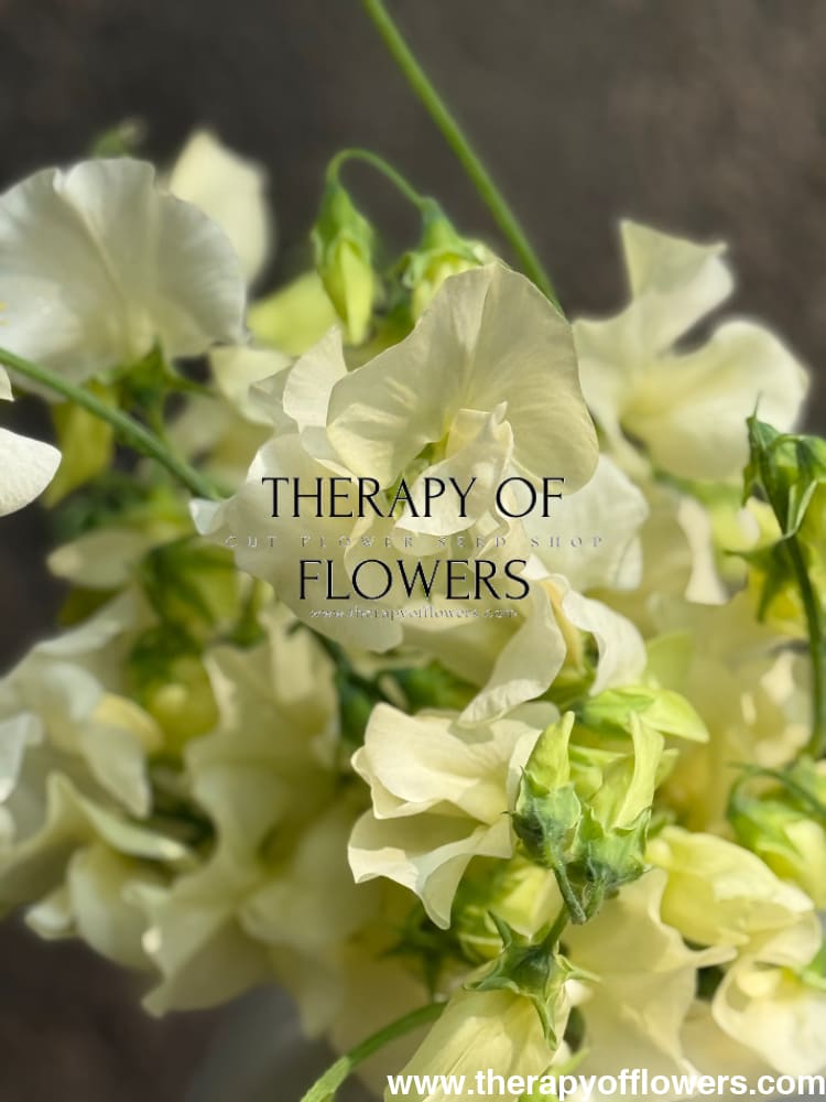 Lathyrus odoratus Spring Sunshine Cream therapyofflowers.com