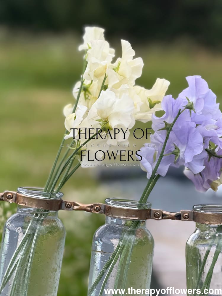 Lathyrus odoratus Spring Sunshine Cream therapyofflowers.com