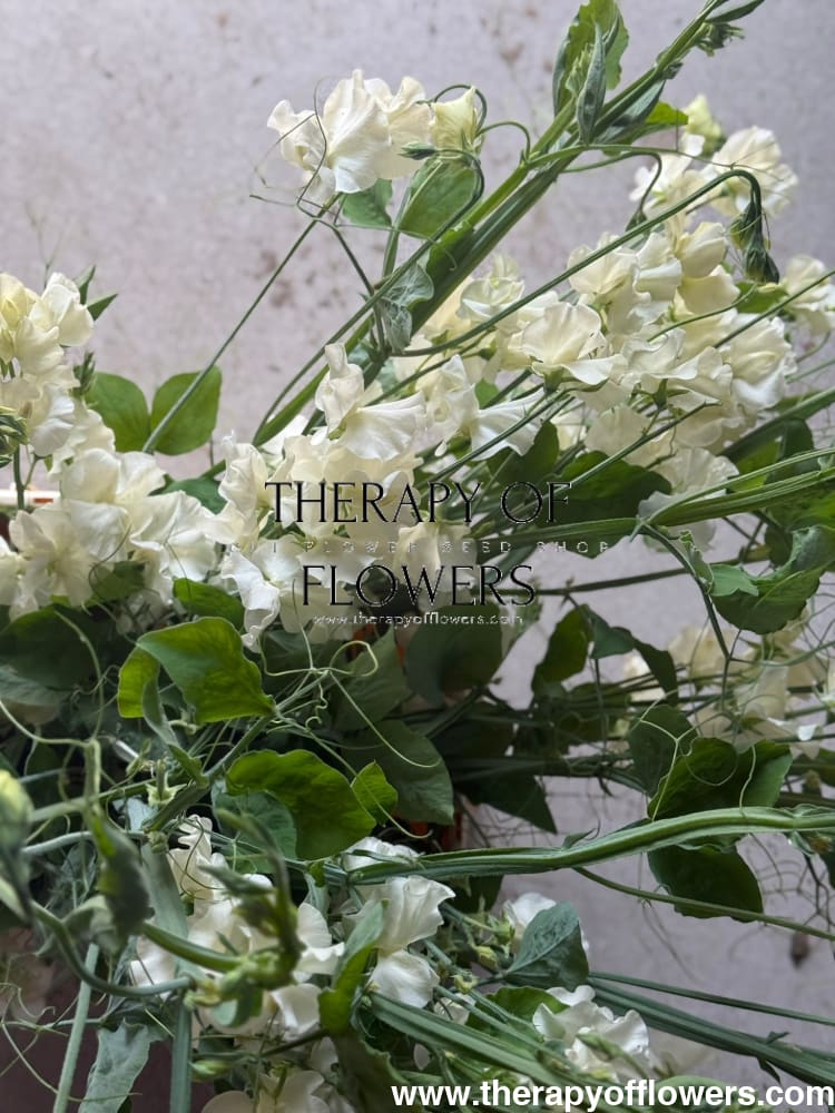 Lathyrus odoratus Spring Sunshine Cream therapyofflowers.com