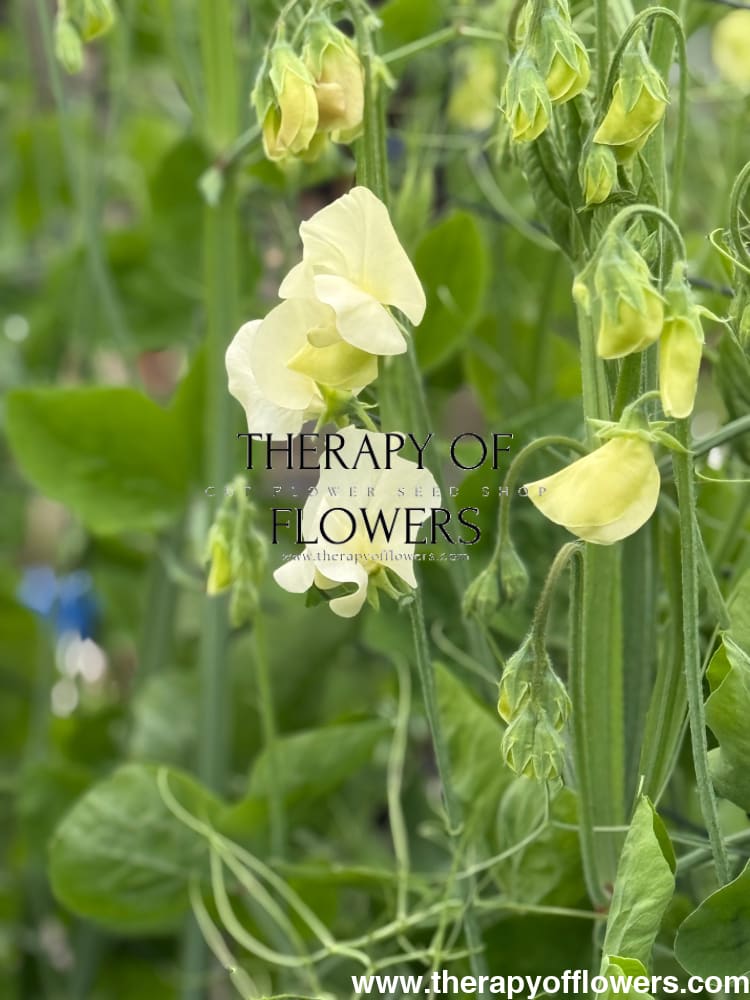 Lathyrus odoratus Spring Sunshine Cream therapyofflowers.com