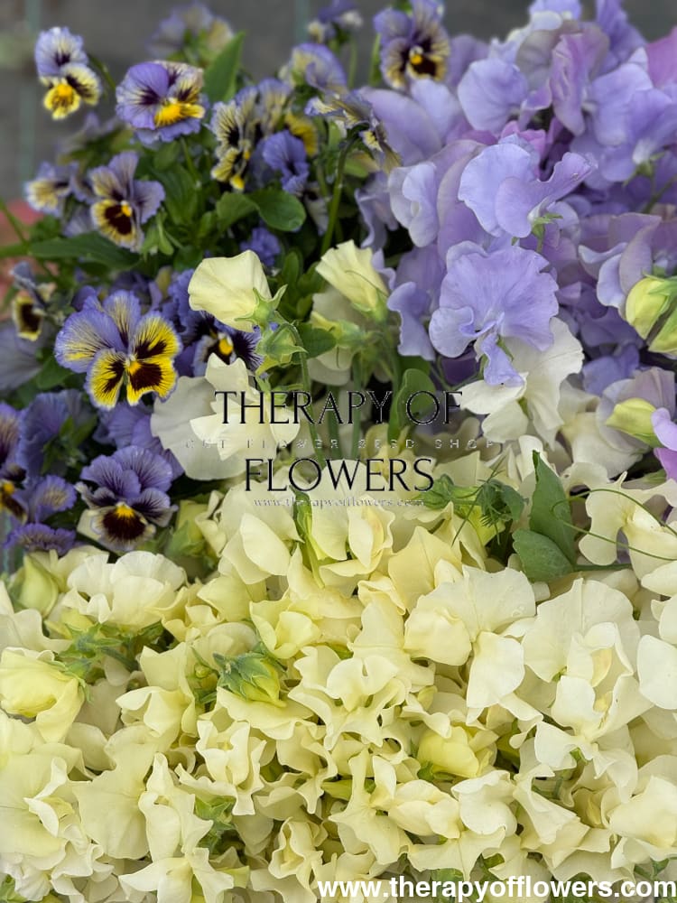 Lathyrus odoratus Spring Sunshine Cream therapyofflowers.com