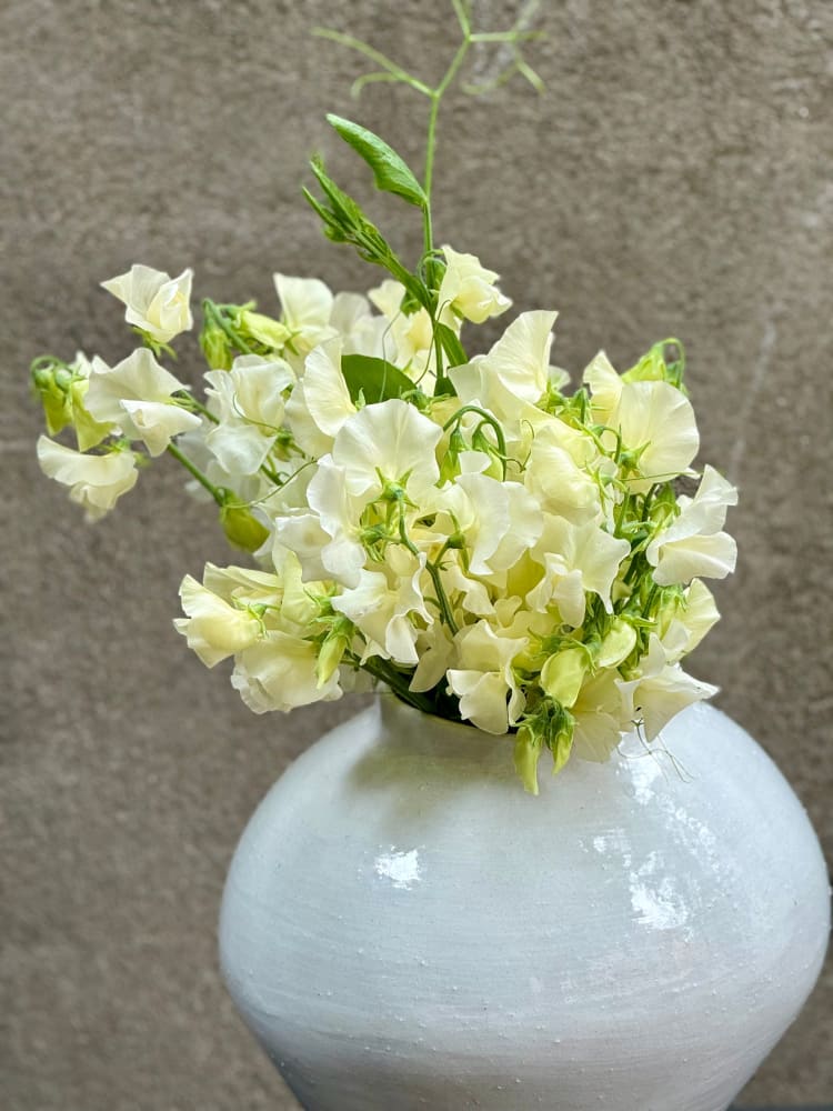 Lathyrus odoratus Spring Sunshine Cream therapyofflowers.com