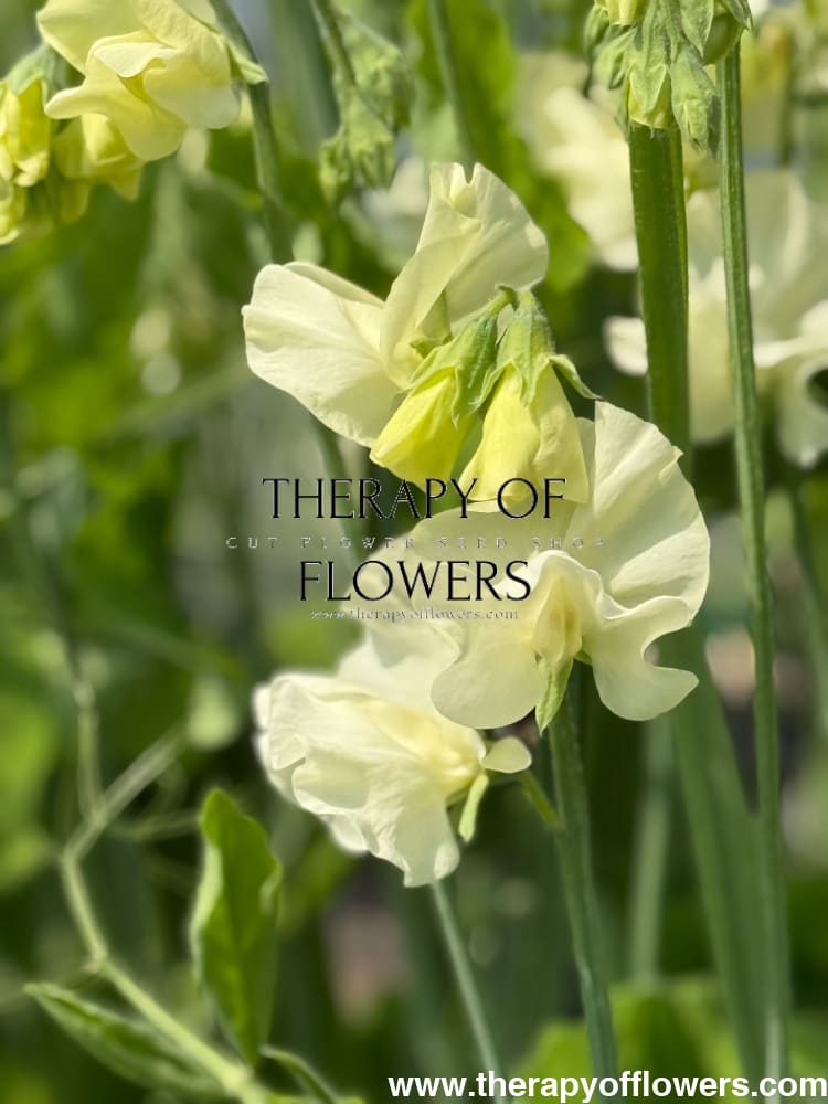 Lathyrus odoratus Spring Sunshine Cream therapyofflowers.com