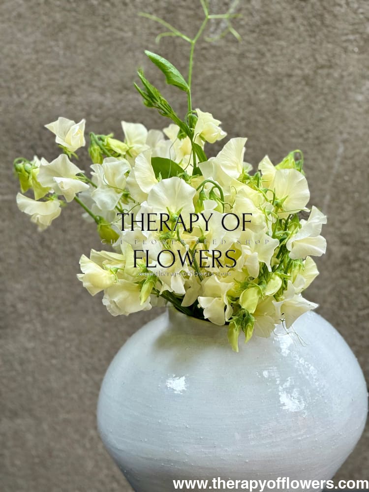 Lathyrus odoratus Spring Sunshine Cream therapyofflowers.com