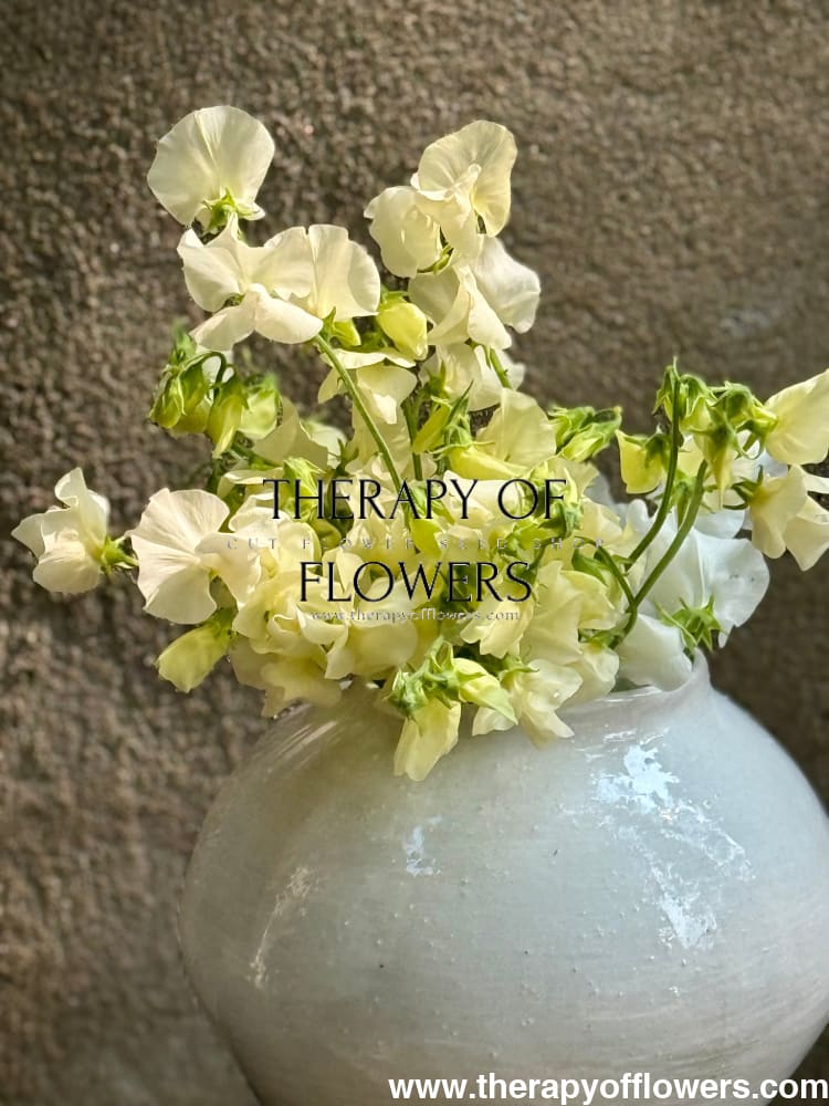 Lathyrus odoratus Spring Sunshine Cream 20 / Annual climbing to 180cm seeds