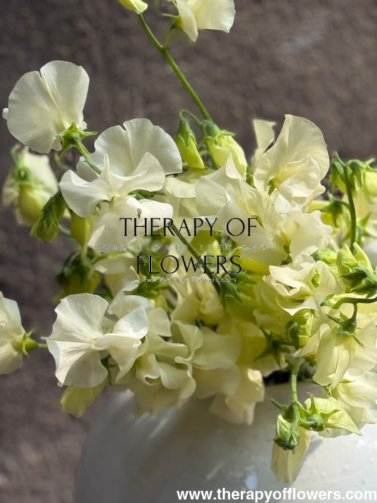 Lathyrus odoratus Spring Sunshine Cream therapyofflowers.com