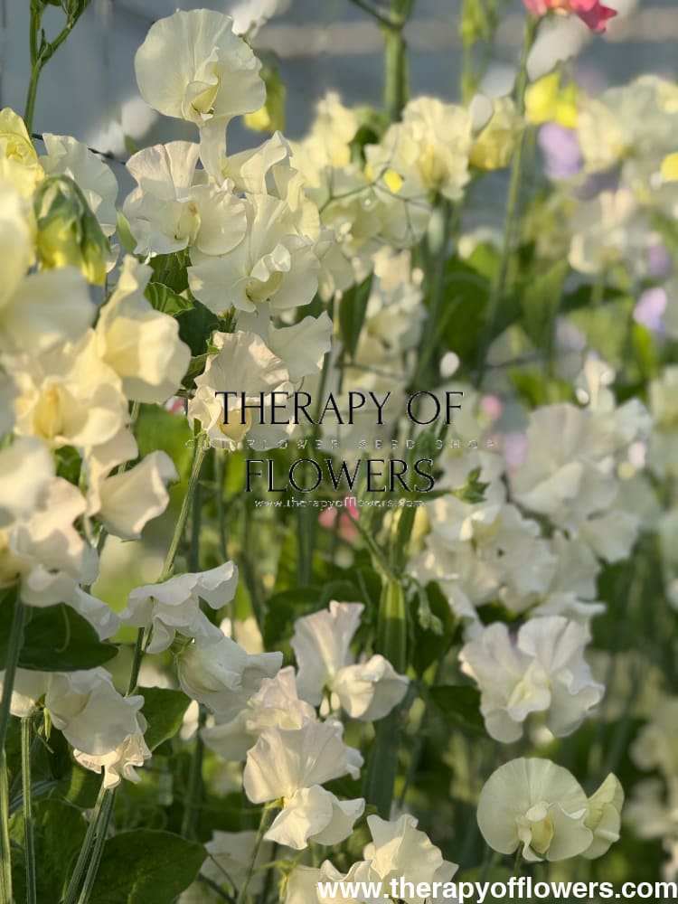 Lathyrus odoratus Spring Sunshine Cream | Sweet Pea therapyofflowers.com
