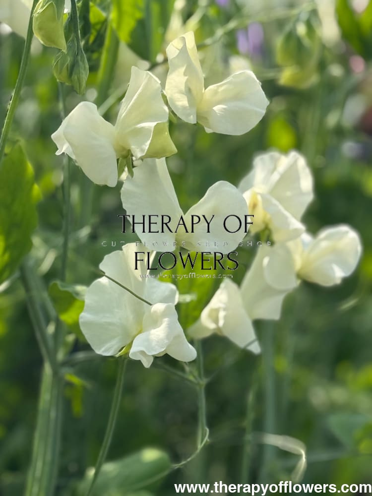 Lathyrus odoratus Spring Sunshine Cream therapyofflowers.com