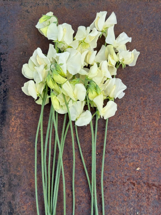 Lathyrus odoratus Spring Sunshine Cream therapyofflowers.com