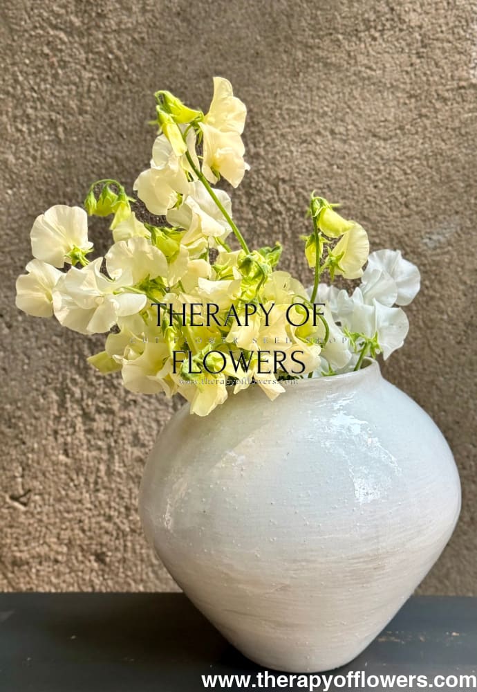 Lathyrus odoratus Spring Sunshine Cream 20 / Annual climbing to 180cm seeds