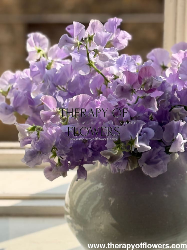 Lathyrus odoratus Spring Sunshine Light Blue therapyofflowers.com