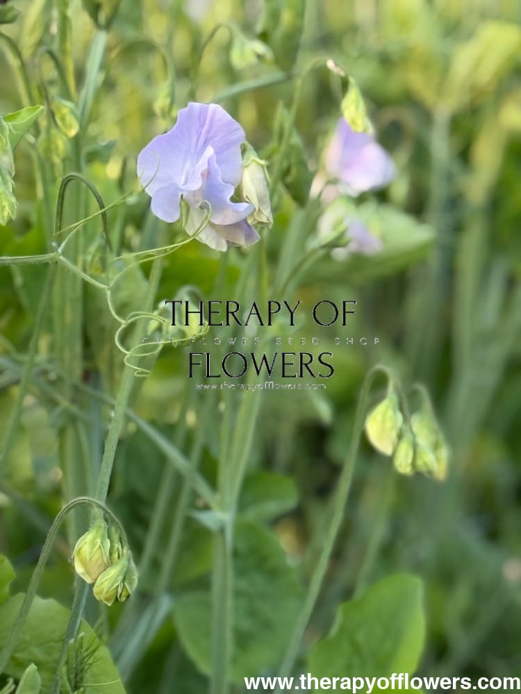 Lathyrus odoratus Spring Sunshine Light Blue therapyofflowers.com