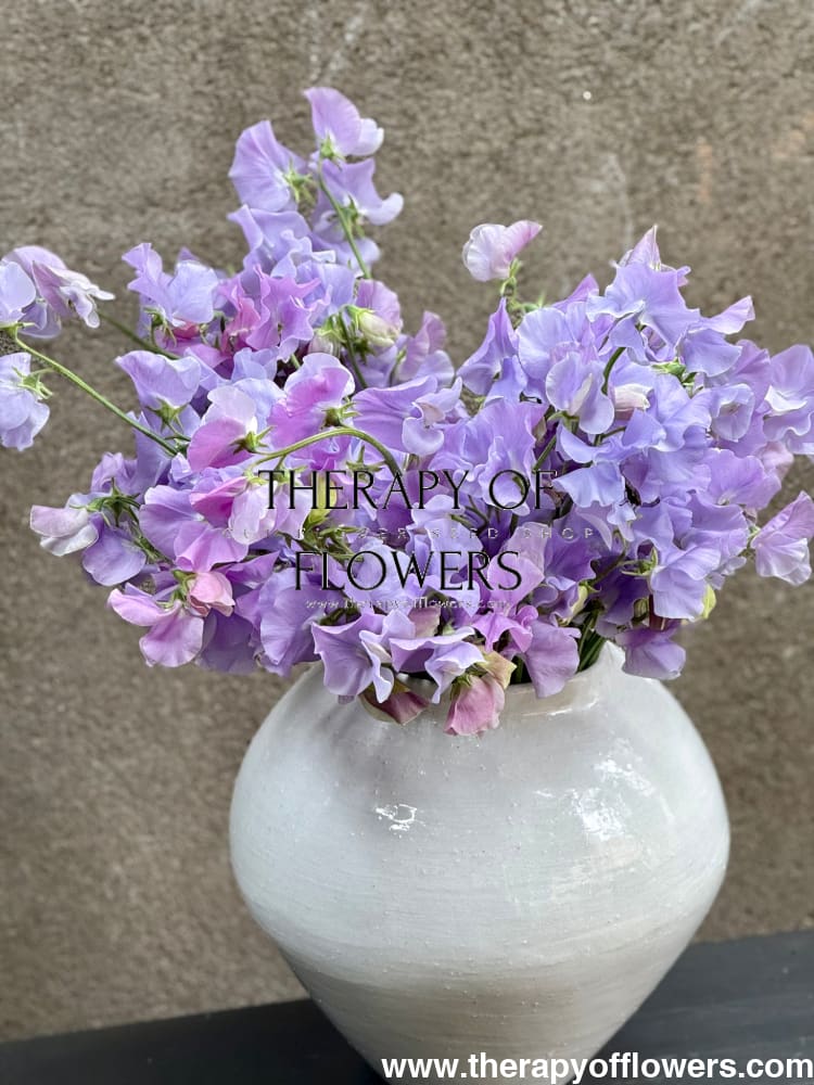 Lathyrus odoratus Spring Sunshine Light Blue therapyofflowers.com