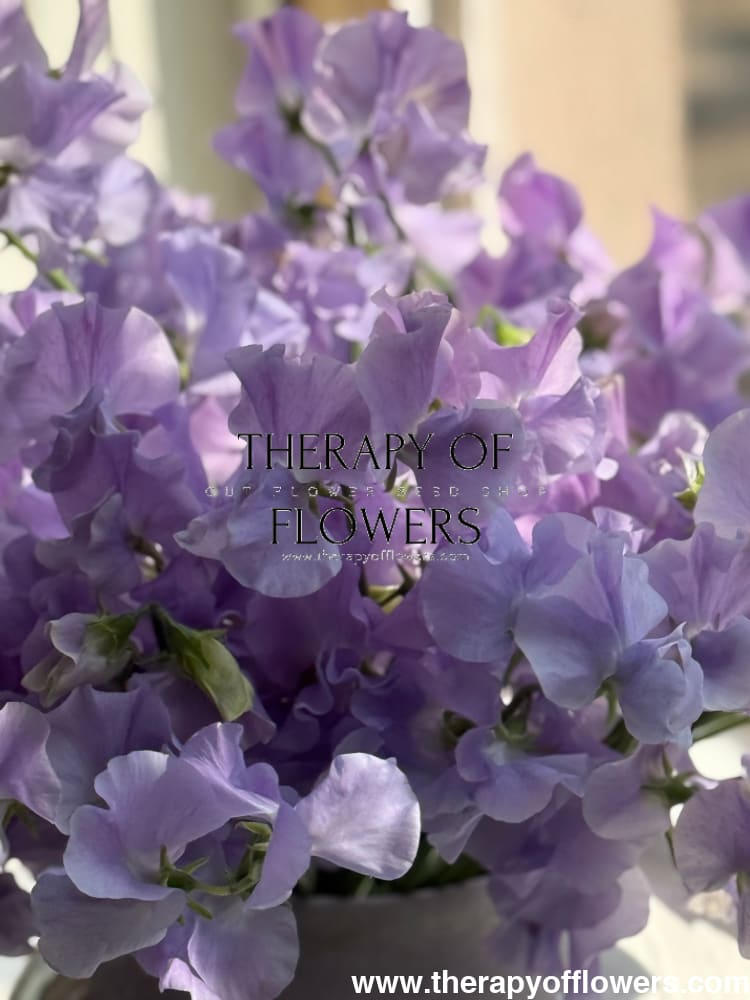 Lathyrus odoratus Spring Sunshine Light Blue therapyofflowers.com