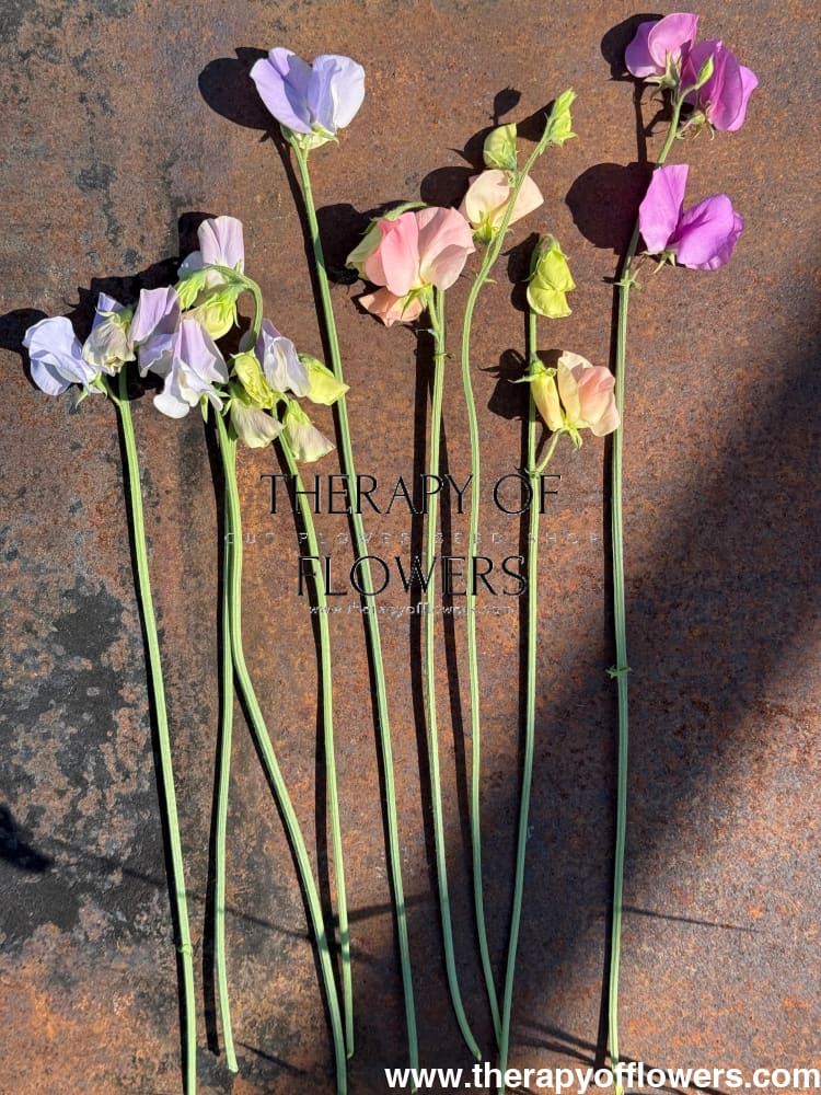 Lathyrus odoratus Spring Sunshine Light Blue therapyofflowers.com