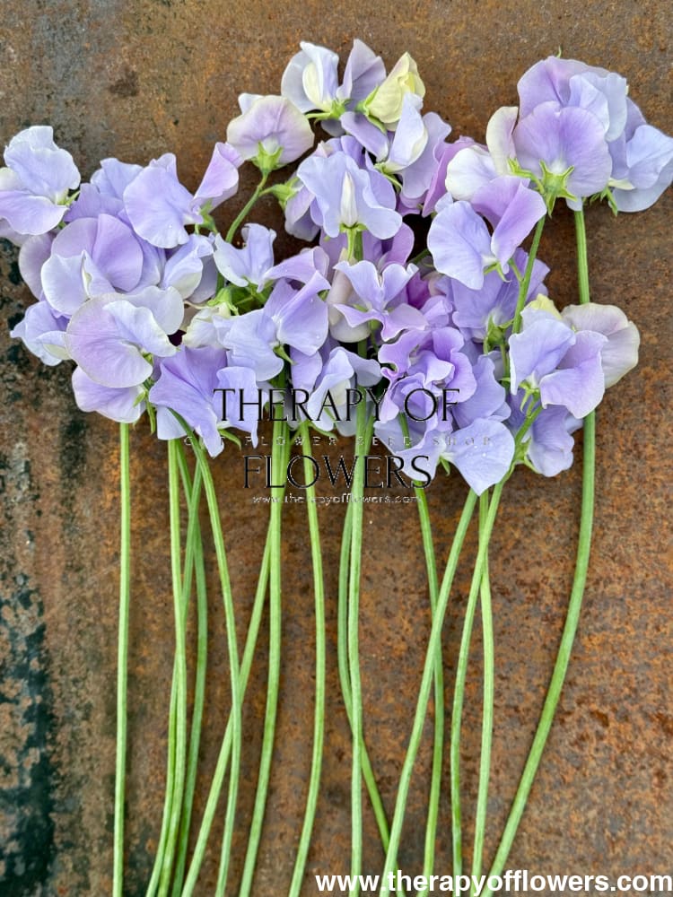 Lathyrus odoratus Spring Sunshine Light Blue therapyofflowers.com
