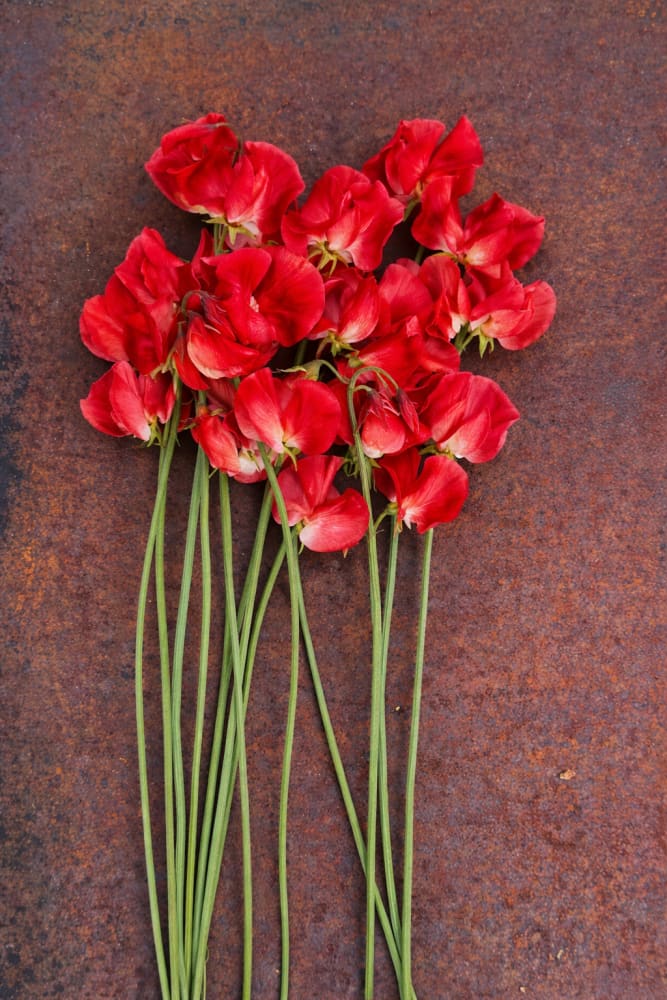 Lathyrus odoratus Spring Sunshine Orange | Sweet Pea therapyofflowers.com