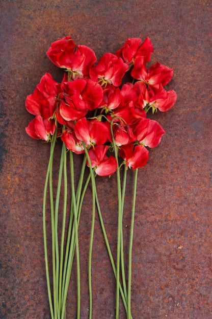 Lathyrus odoratus Spring Sunshine Orange | Sweet Pea therapyofflowers.com