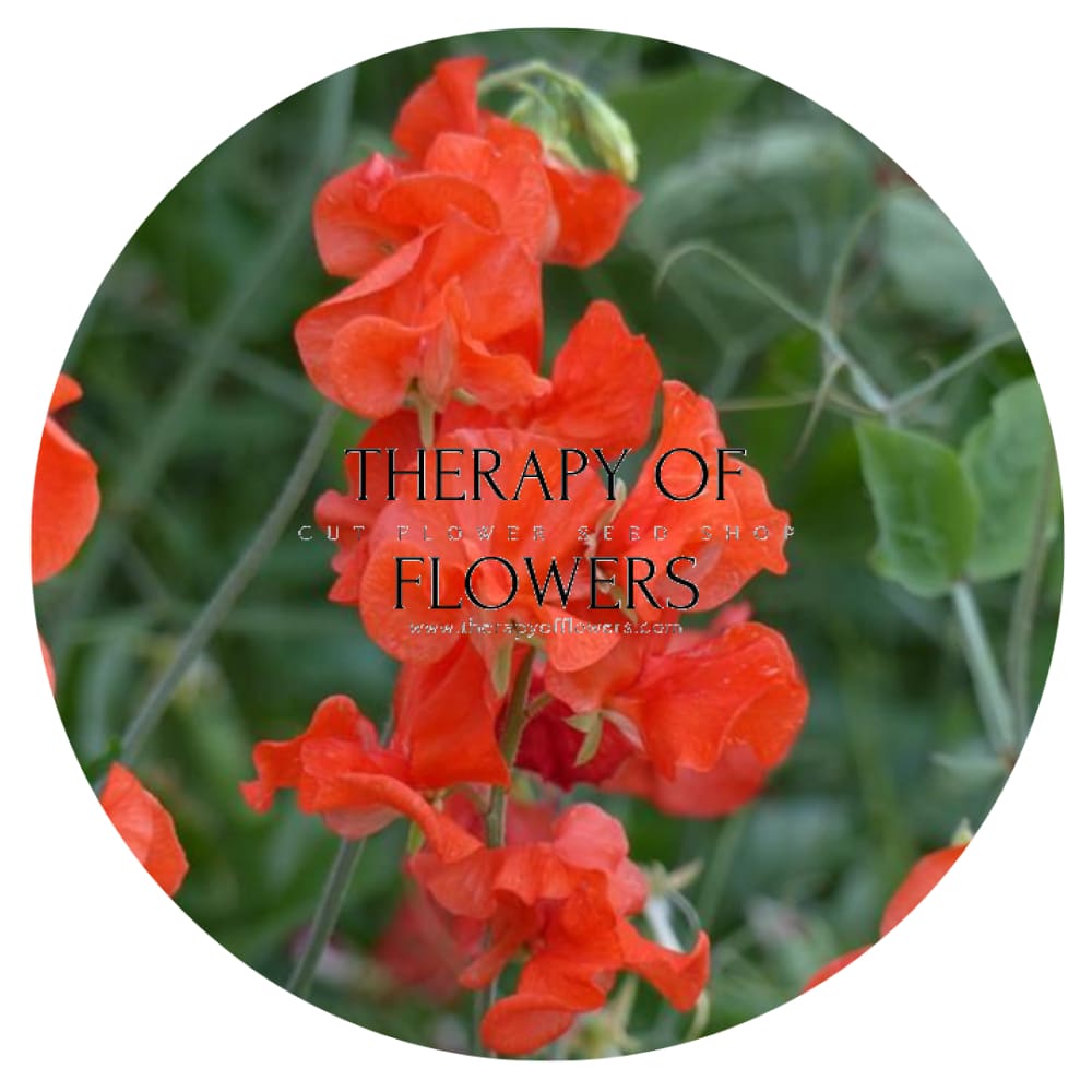 Lathyrus odoratus Spring Sunshine Orange | Sweet Pea therapyofflowers.com