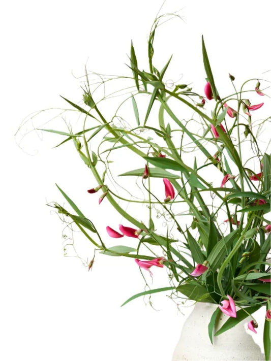 Semi Di Pisello Odoroso Rampicante Annuale – Altezza 200-250 Cm, Fiori Ondulati Profumati, Per Recinzioni E Muri, 1 Confezione Zalia Stotele