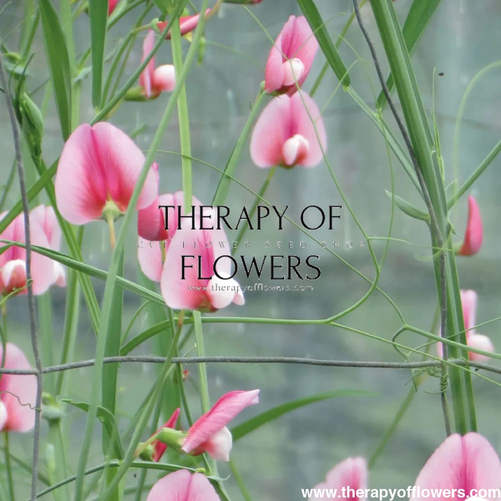 Lathyrus tingitanus Roseus therapyofflowers.com