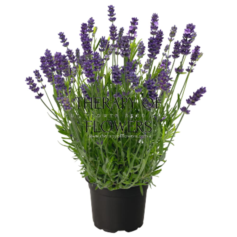 Lavandula angustifolia Chill-Out Blue | English Lavender (Copy) therapyofflowers.com