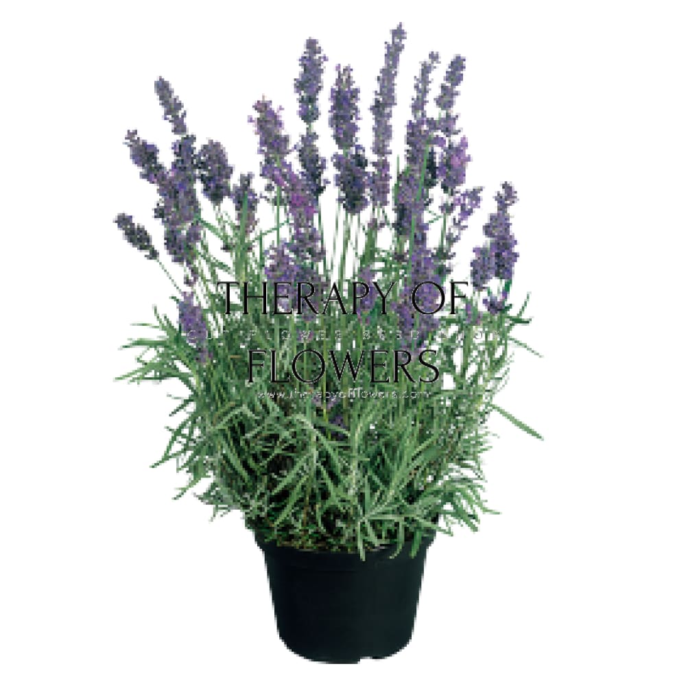 Lavandula angustifolia Hidcote Blue | English Lavender therapyofflowers.com