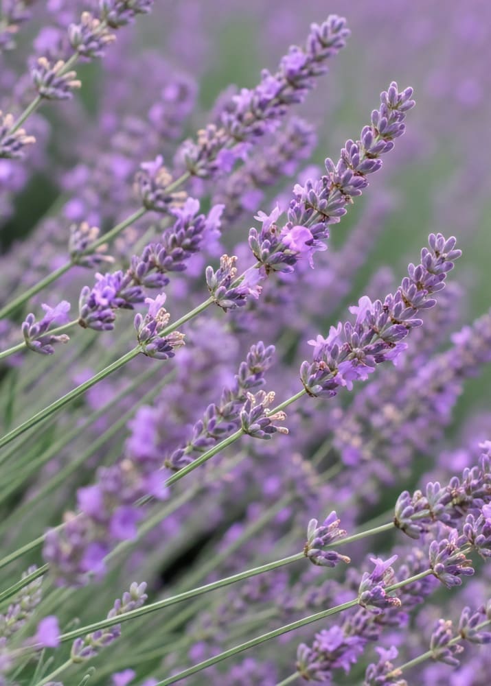 Lavandula angustifolia in bouqets