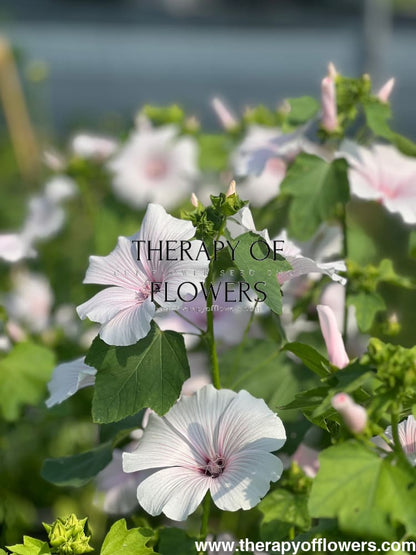 Lavatera 'Silver Blush' therapyofflowers.com