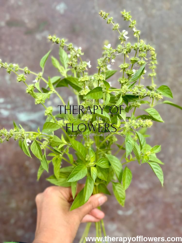 Ocimum basilicum Lemon | Lemon basil | Basilikum Citron therapyofflowers.com