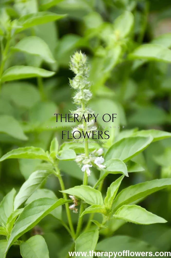 Ocimum basilicum Lemon | Lemon basil | Basilikum Citron - 50 + seeds - seeds