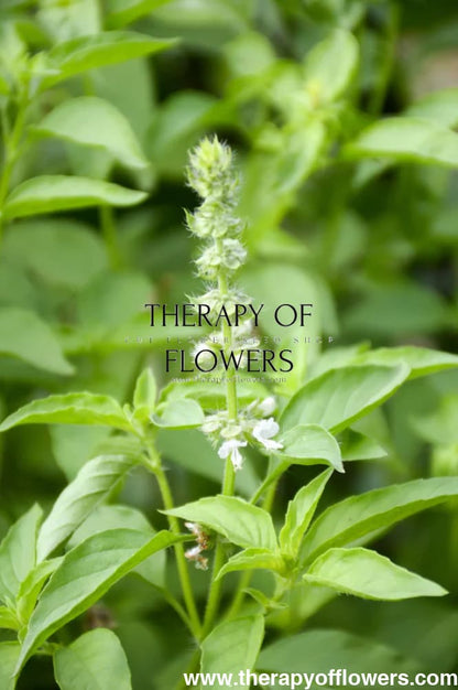 Ocimum basilicum Lemon | Lemon basil | Basilikum Citron - 50 + seeds - seeds