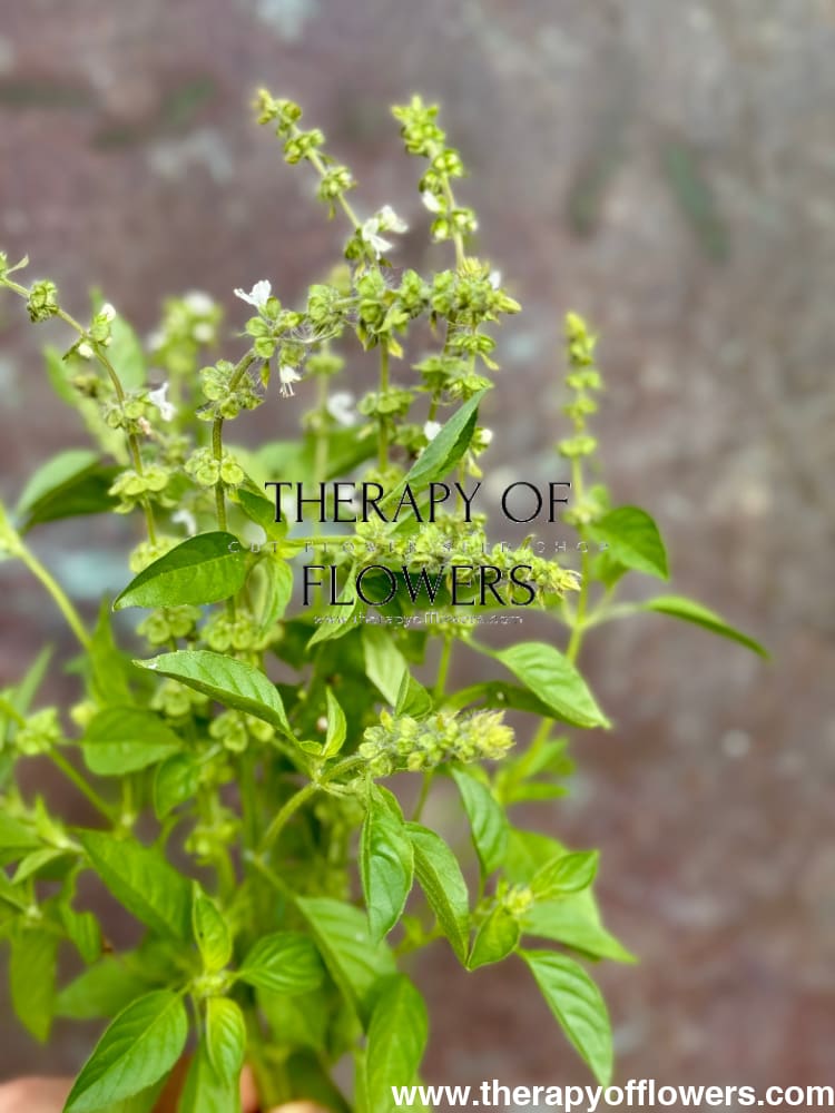 Ocimum basilicum Lemon | Lemon basil | Basilikum Citron therapyofflowers.com