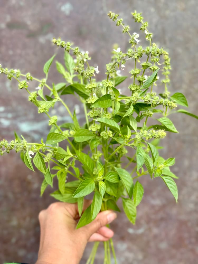 Ocimum basilicum Lemon | Lemon basil | Basilikum Citron therapyofflowers.com