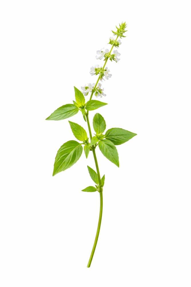 Lemon basil | Ocimum canum | Wild Basil - 0.5 gram - seeds