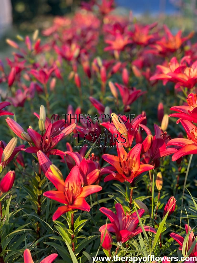 Lilium longiflorum asiatic Royal Sunset (LA) therapyofflowers.com