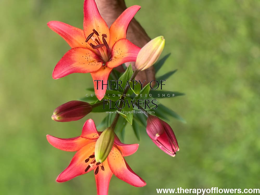 Lilium longiflorum asiatic Royal Sunset (LA) therapyofflowers.com