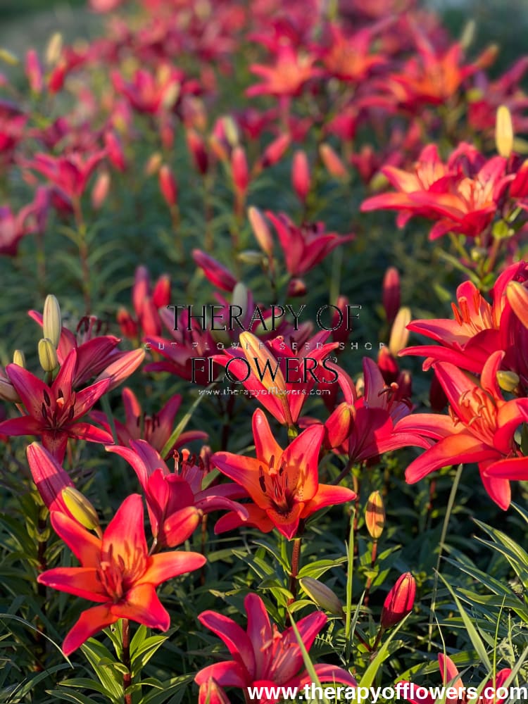 Lilium longiflorum asiatic Royal Sunset (LA) therapyofflowers.com