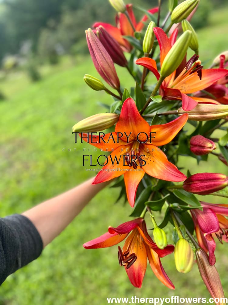 Lilium longiflorum asiatic Royal Sunset (LA) therapyofflowers.com