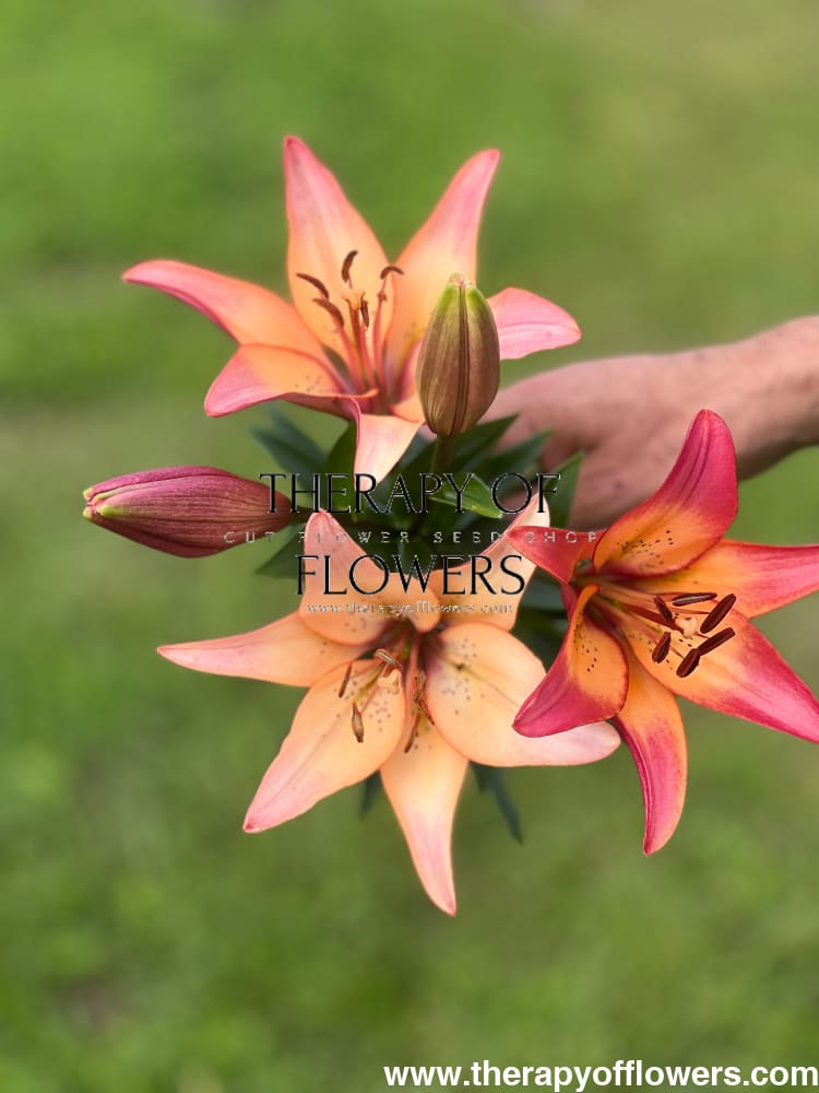 Lilium longiflorum asiatic Royal Sunset (LA) therapyofflowers.com