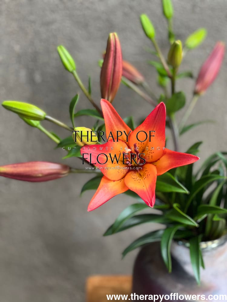 Lilium longiflorum asiatic Royal Sunset (LA) therapyofflowers.com