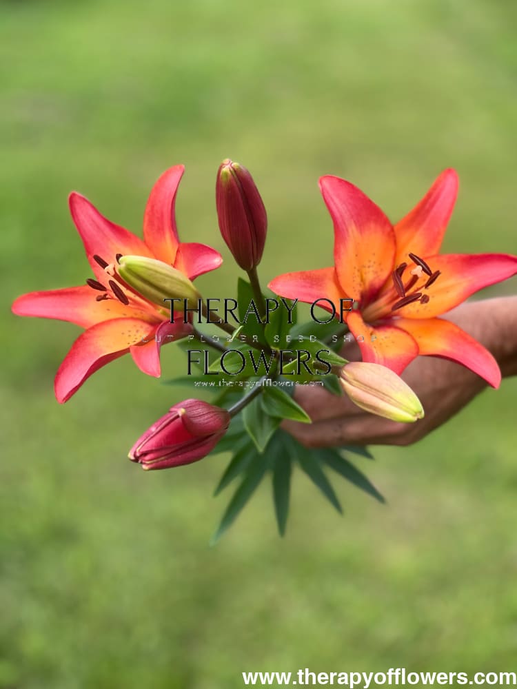 Lilium longiflorum asiatic Royal Sunset (LA) therapyofflowers.com